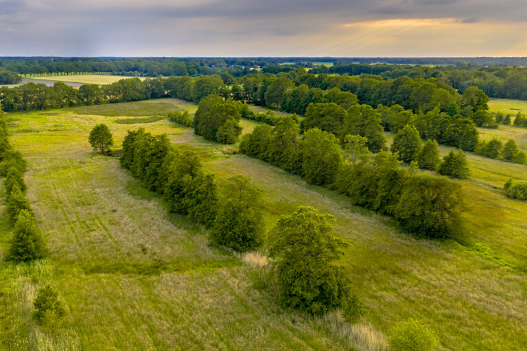 Aerial view of a green field with trees and low grasses