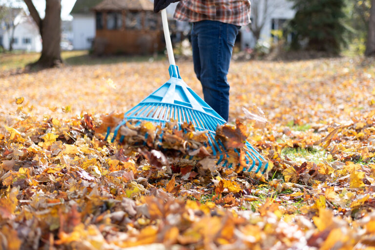 A man clearing fallen leaves on his property
