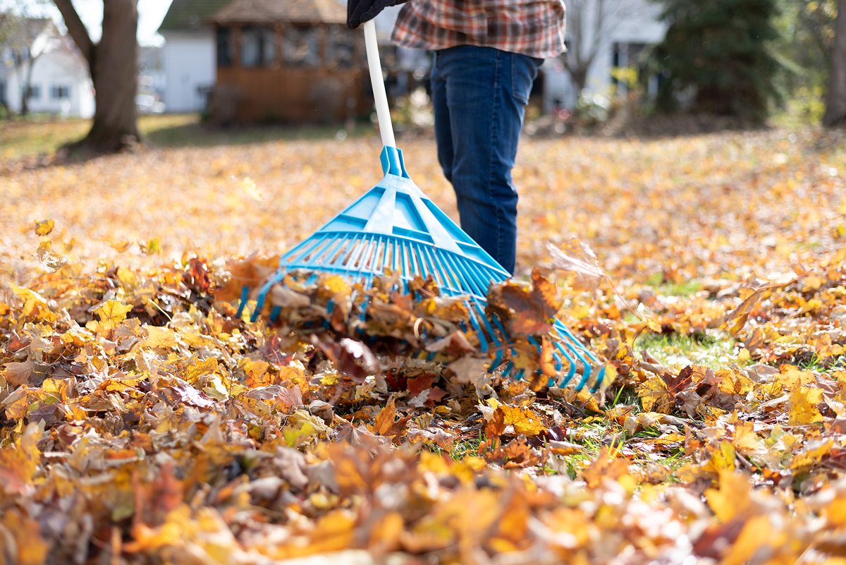 A man clearing fallen leaves on his property